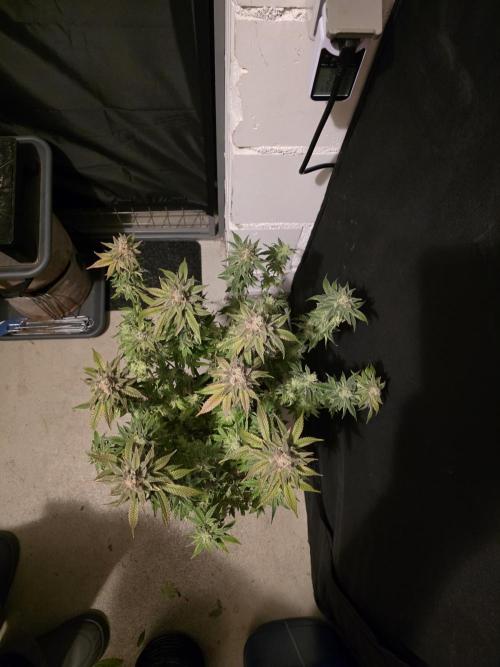 Straw Limez 🍓🍋‍. Week 17
