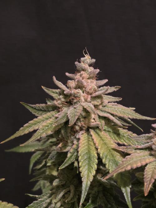 Straw Limez 🍓🍋‍. Week 17