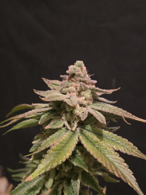 Straw Limez 🍓🍋‍. Week 17