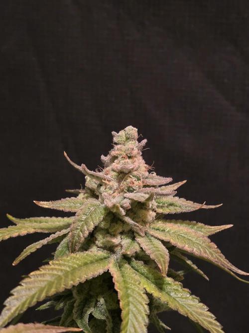 Straw Limez 🍓🍋‍. Week 17