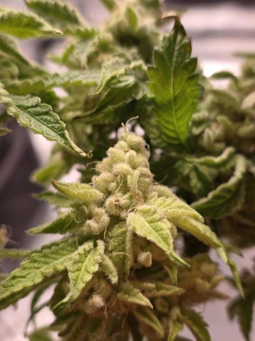 Straw Limez 🍓🍋‍. Week 17