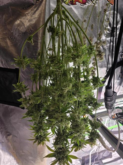 Straw Limez 🍓🍋‍. Week 17