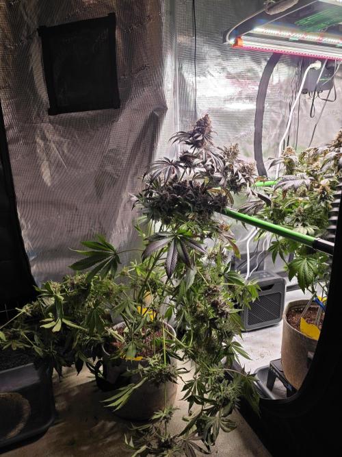 🐝🍯 Nectar Drip  #573/750. Week 17