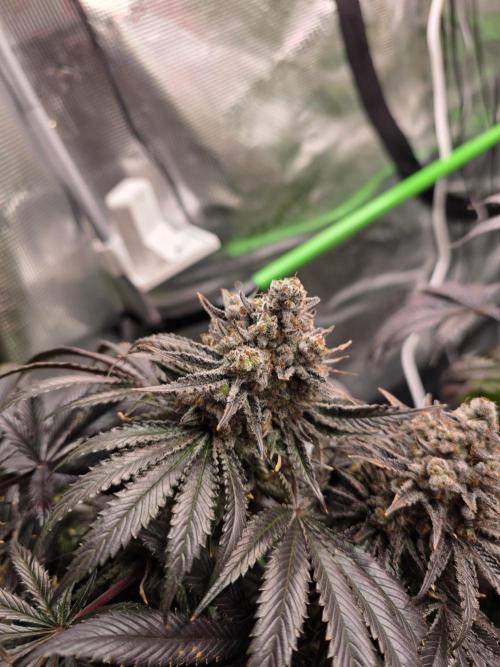 🐝🍯 Nectar Drip  #573/750. Week 17
