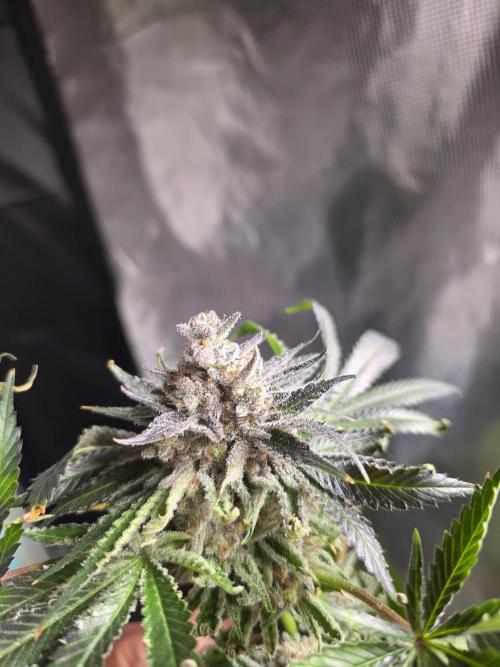 🐝🍯 Nectar Drip  #573/750. Week 17