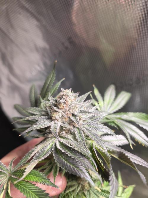🐝🍯 Nectar Drip  #573/750. Week 17