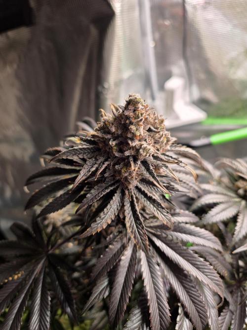 🐝🍯 Nectar Drip  #573/750. Week 17