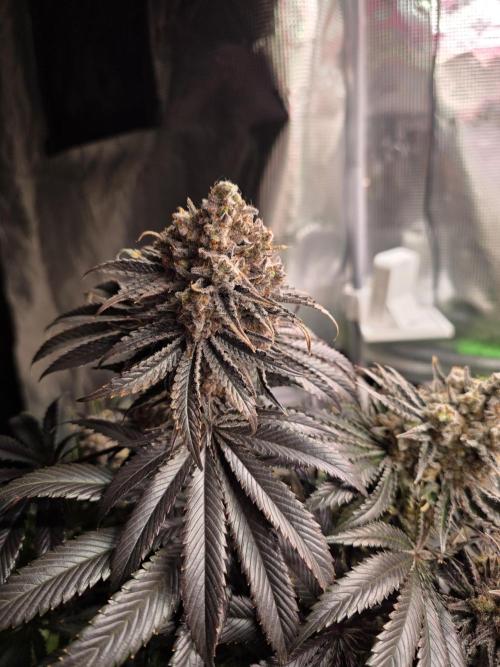 🐝🍯 Nectar Drip  #573/750. Week 17