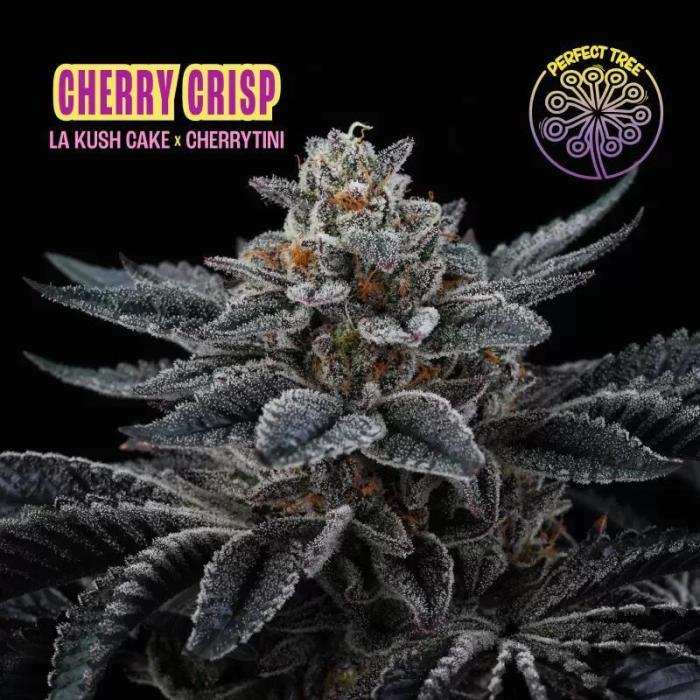 Please Vote for the next grow😉. Week 2