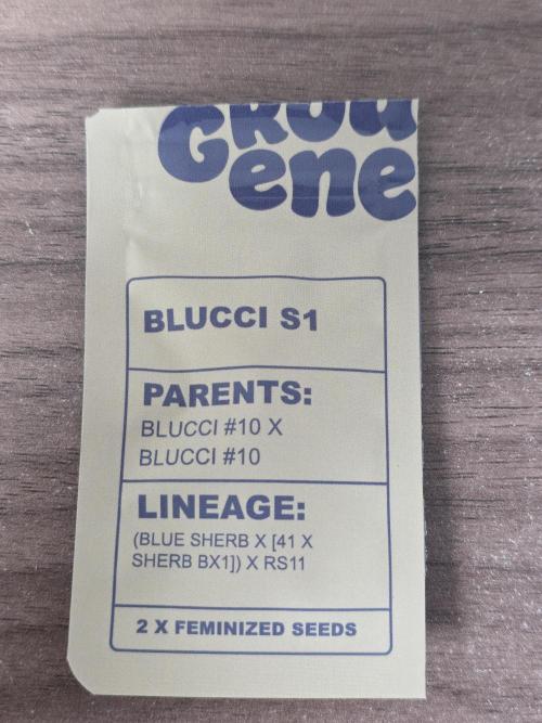 💜Blucci S1. Week 0