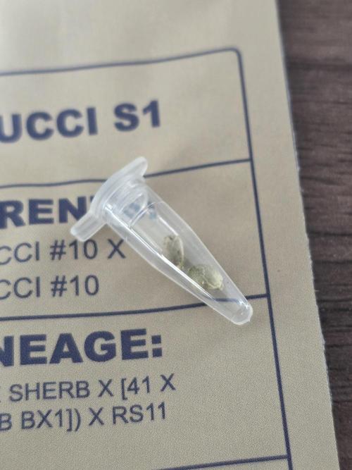💜Blucci S1. Week 0