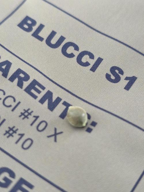 💜Blucci S1. Week 0