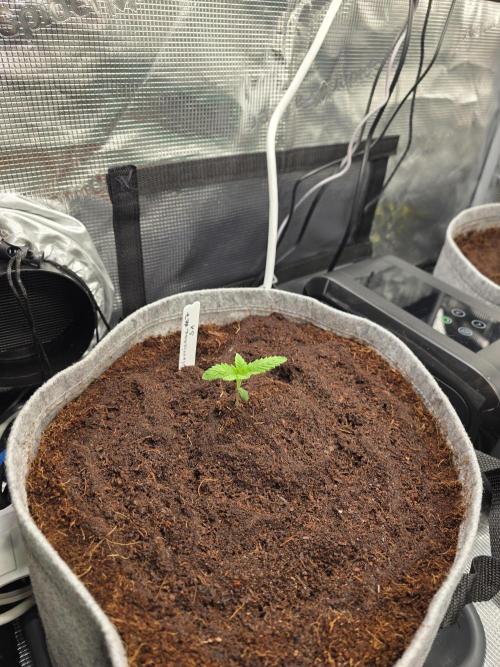 Slurricane #7 S1. Week 1