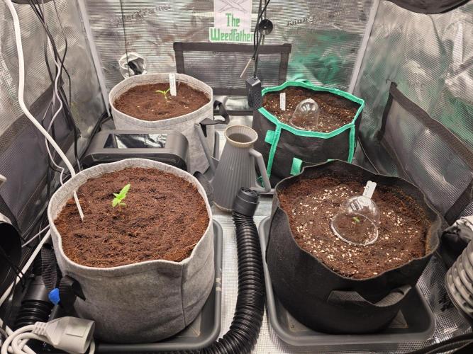 Slurricane #7 S1. Week 1