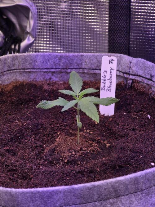 💙 Bubble's Blueberry F4. Week 1 - 5. Tag