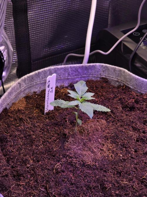 Slurricane #7 S1. Week 1 - 5. Tag