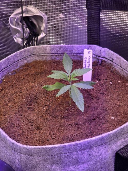 💙 Bubble's Blueberry F4. Week 2