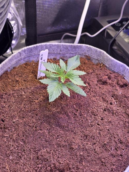 Slurricane #7 S1. Week 2