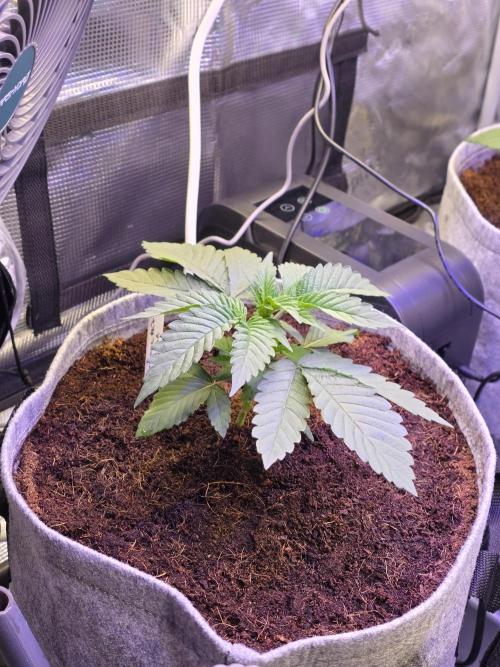 Slurricane #7 S1. Week 3