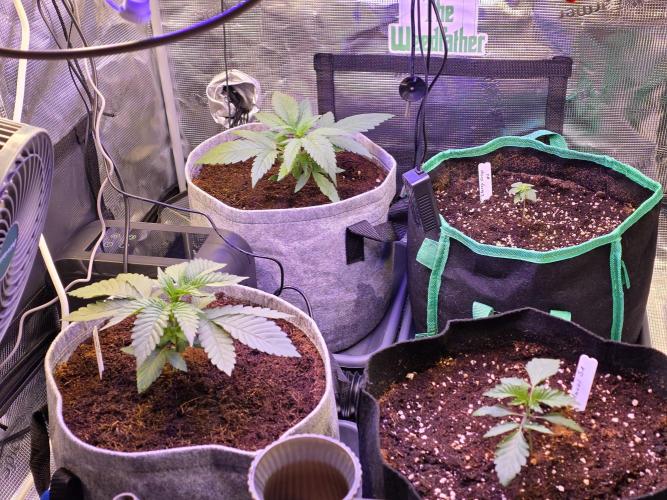 Slurricane #7 S1. Week 3