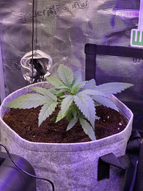 💙 Bubble's Blueberry F4. Week 3