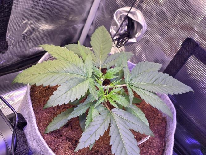 💙 Bubble's Blueberry F4. Week 3 - 3. VW, 2. Tag