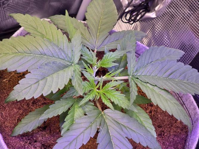 💙 Bubble's Blueberry F4. Week 3 - 3. VW, 2. Tag