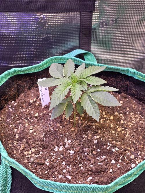 🌲🍒Cherry Crisp (Voting Winner). Week 4