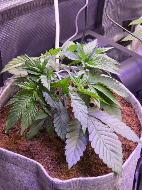 Slurricane #7 S1. Week 4