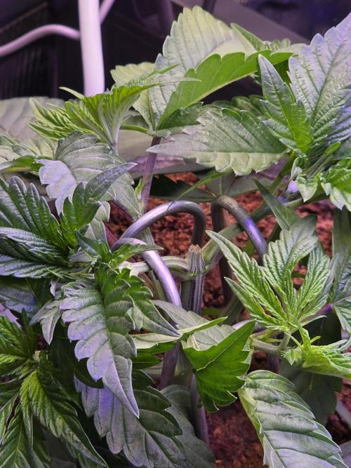 Slurricane #7 S1. Week 4