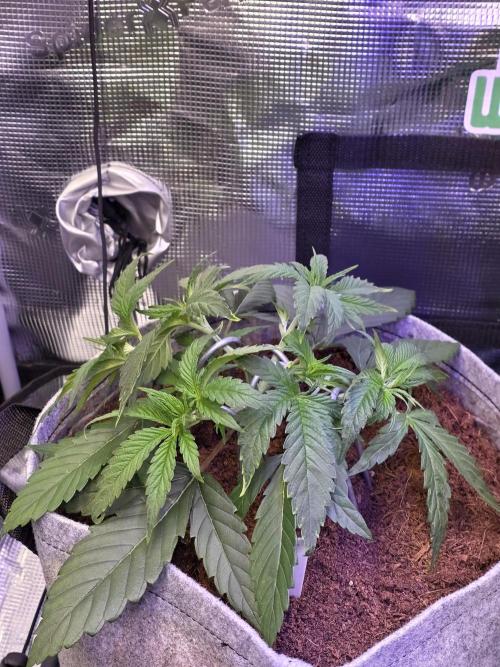 💙 Bubble's Blueberry F4. Week 4