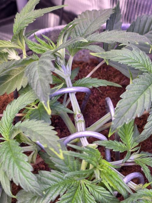 💙 Bubble's Blueberry F4. Week 4