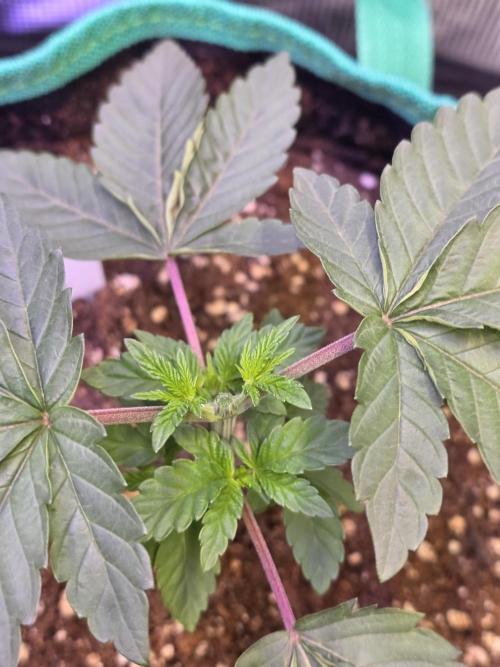 Cherry Crisp . Week 4