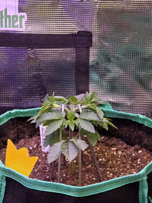 🌲🍒Cherry Crisp (Voting Winner). Week 5