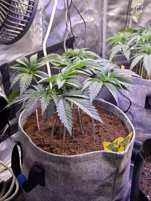 Slurricane #7 S1. Week 5