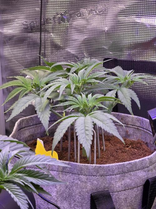 💙 Bubble's Blueberry F4. Week 5