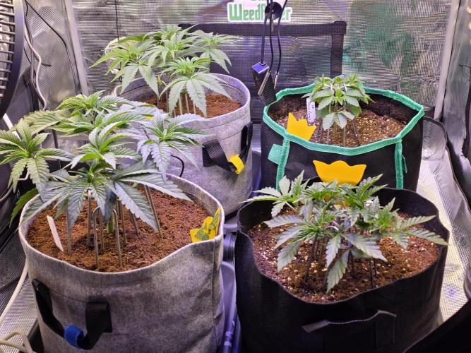 💙 Bubble's Blueberry F4. Week 5