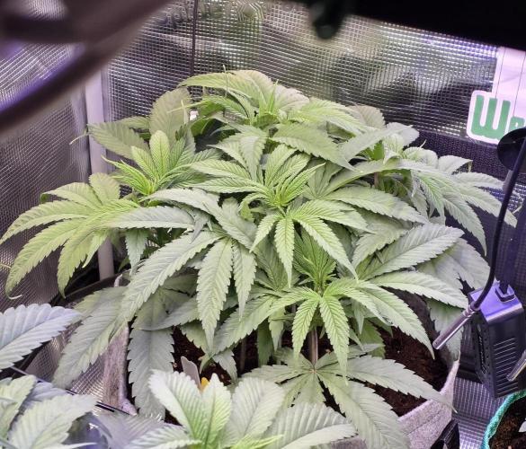 💙 Bubble's Blueberry F4. Week 5 - 5. Woche, Tag 5
