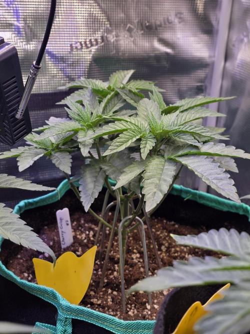 🌲🍒Cherry Crisp (Voting Winner). Week 6