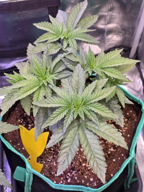 🌲🍒Cherry Crisp (Voting Winner). Week 6