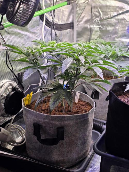 Slurricane #7 S1. Week 6