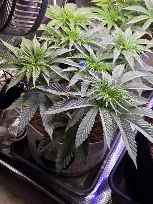 Slurricane #7 S1. Week 6