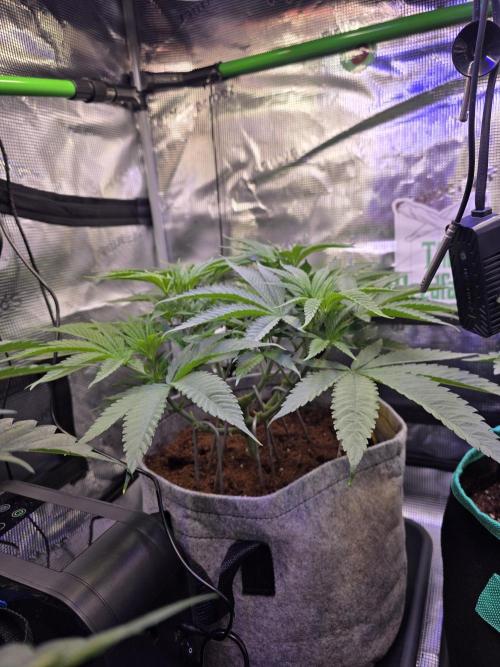 💙 Bubble's Blueberry F4. Week 6