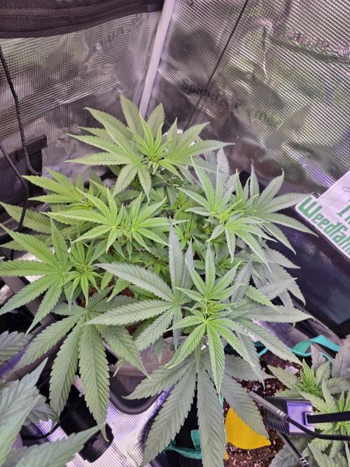 💙 Bubble's Blueberry F4. Week 6