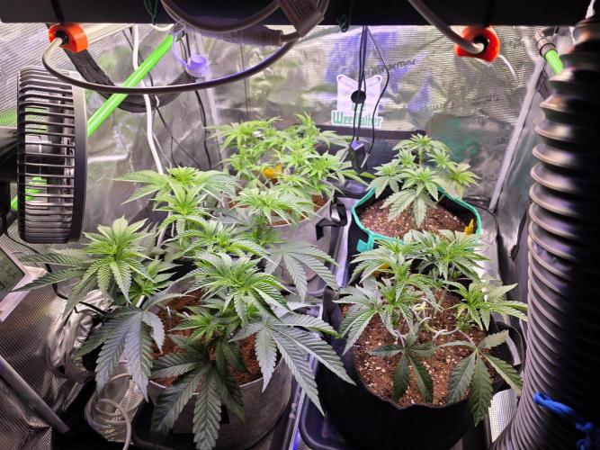 Slurricane #7 S1. Week 6