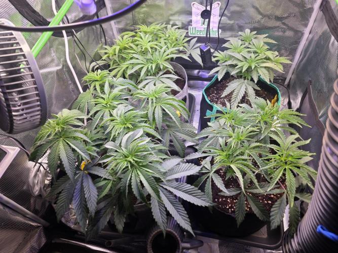 💙 Bubble's Blueberry F4. Week 6 - 6. Woche 4. Tag