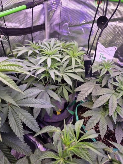 💙 Bubble's Blueberry F4. Week 7