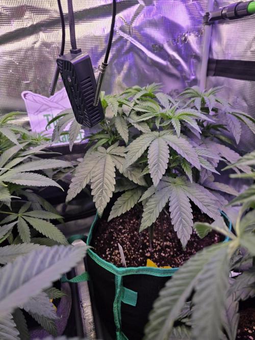🌲🍒Cherry Crisp (Voting Winner). Week 7