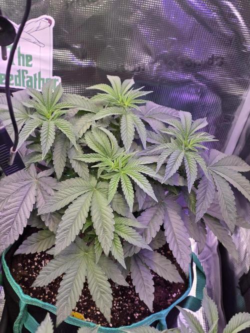 🌲🍒Cherry Crisp (Voting Winner). Week 7