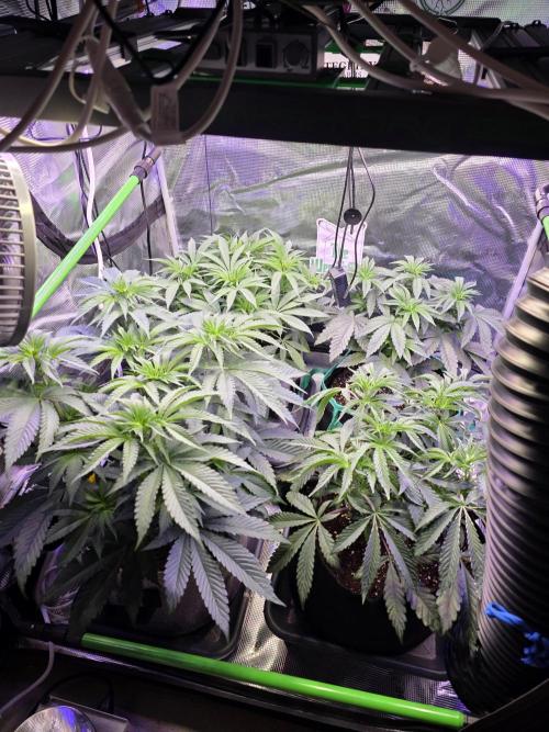 🌲🍒Cherry Crisp (Voting Winner). Week 7
